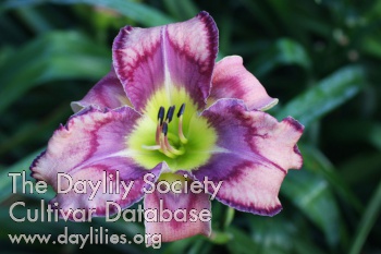Daylily Thai Temple